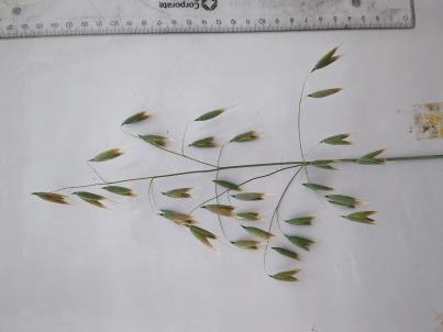 PANICLE